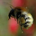 bumblebee@mamot.fr